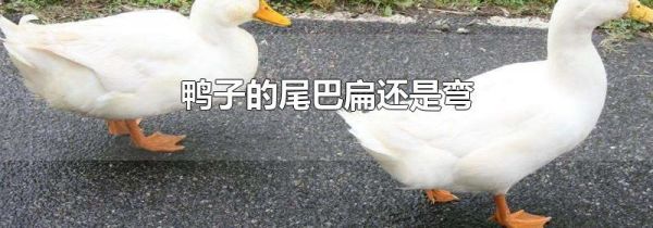 鸭子的尾巴扁还是弯