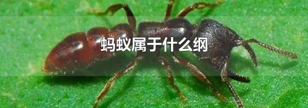 蚂蚁属于什么纲