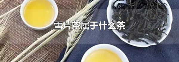 雪片茶属于什么茶