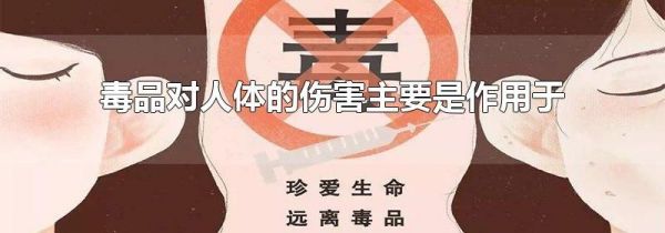 毒品对人体的伤害主要是作用于