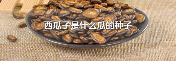 西瓜子是什么瓜的种子
