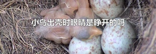小鸟出壳时眼睛是睁开的吗