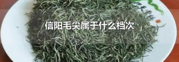 信阳毛尖属于什么档次