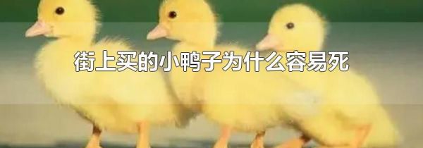 街上买的小鸭子为什么容易死