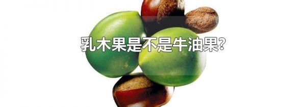 乳木果是不是牛油果?