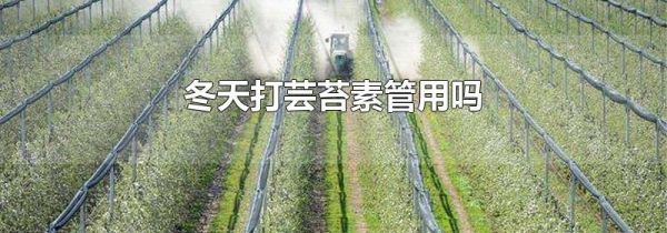 冬天打芸苔素管用吗