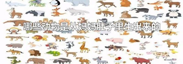 哪些动物是从妈妈肚子里生出来的