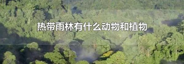热带雨林有什么动物和植物