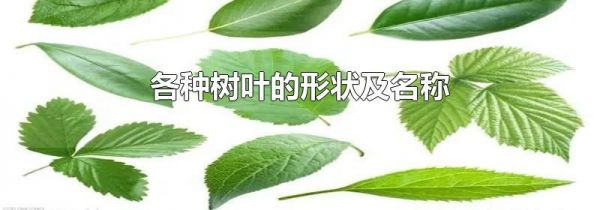 各种树叶的形状及名称