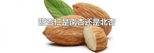 甜杏仁是南杏还是北杏