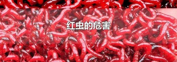 红虫的危害