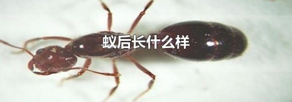 蚁后长什么样