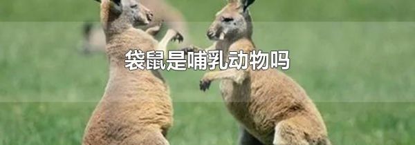 袋鼠是哺乳动物吗