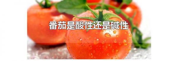 番茄是酸性还是碱性