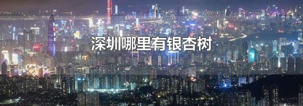 深圳哪里有银杏树