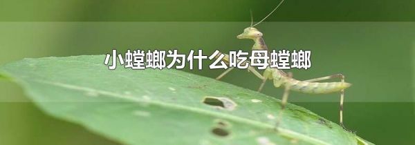 小螳螂为什么吃母螳螂