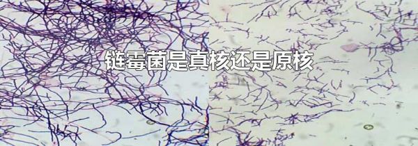 链霉菌是真核还是原核