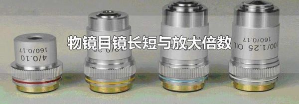 物镜目镜长短与放大倍数