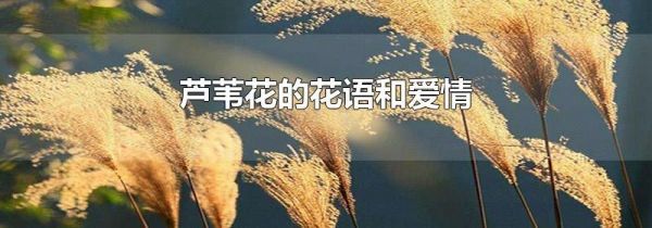 芦苇花的花语和爱情