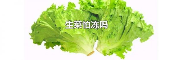 生菜怕冻吗