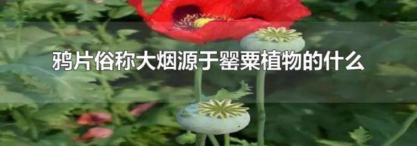 鸦片俗称大烟源于罂粟植物的什么