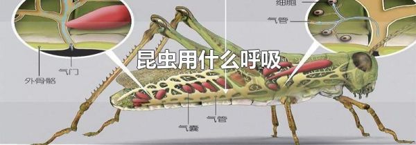 昆虫用什么呼吸