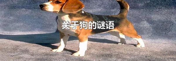 关于狗的谜语