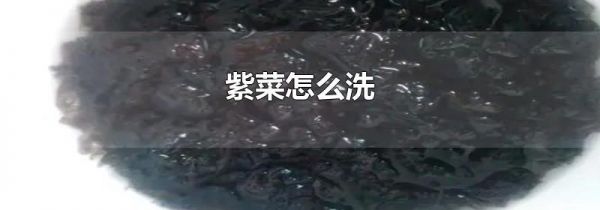 紫菜怎么洗