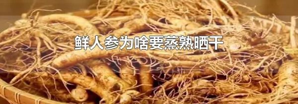 鲜人参为啥要蒸熟晒干