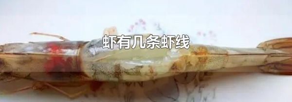 虾有几条虾线
