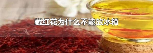 藏红花为什么不能放冰箱