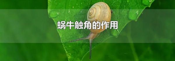 蜗牛触角的作用