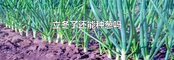 立冬了还能种葱吗