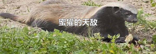 蜜獾的天敌
