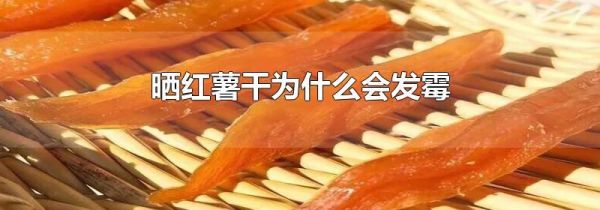 晒红薯干为什么会发霉
