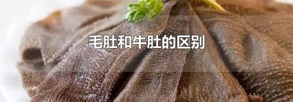 毛肚和牛肚的区别