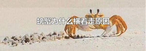螃蟹为什么横着走原因