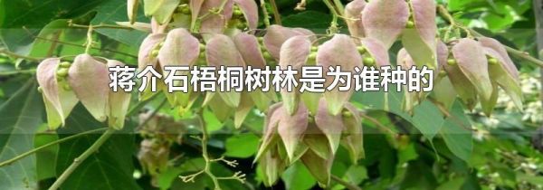 蒋介石梧桐树林是为谁种的