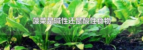 菠菜是碱性还是酸性食物