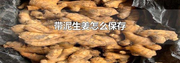 带泥生姜怎么保存