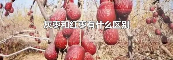 灰枣和红枣有什么区别