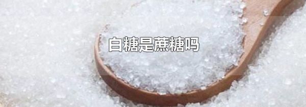 白糖是蔗糖吗