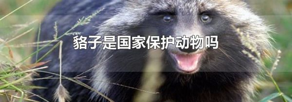 貉子是国家保护动物吗