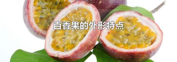 百香果的外形特点