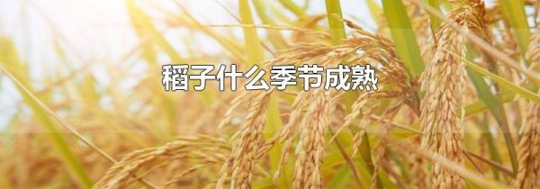 稻子什么季节成熟