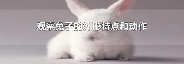 观察兔子的外形特点和动作
