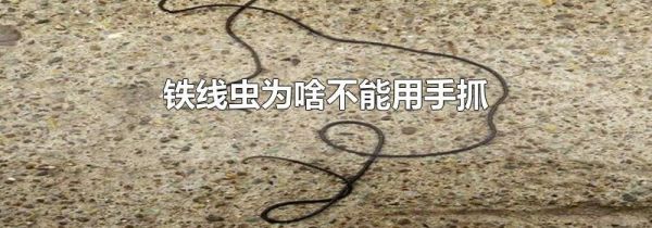 铁线虫为啥不能用手抓