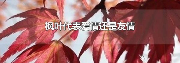 枫叶代表爱情还是友情