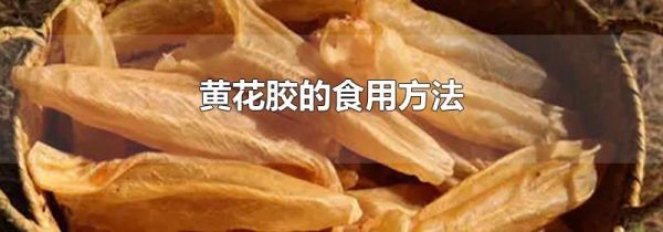 黄花胶的食用方法