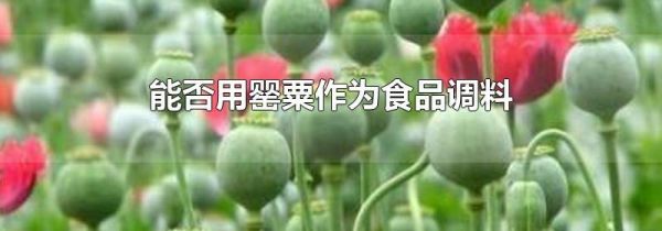 能否用罂粟作为食品调料